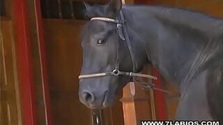 Черный жеребец с большим черным пенисом - порно видео